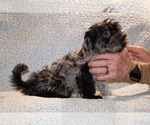 Small #22 Yorkiepoo mix (+ Poodle Toy)