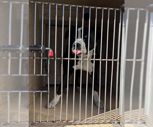 Medium Photo #1 American Bulldog-Unknown Mix Puppy For Sale in Oklahoma City, OK, USA