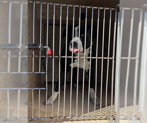 American Bulldog-Unknown Mix Dogs for adoption in Oklahoma City, OK, USA