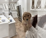 Puppy 6 Labradoodle