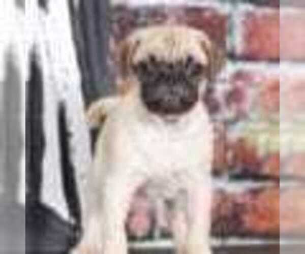 Medium Photo #2 Pug Puppy For Sale in BEL AIR, MD, USA