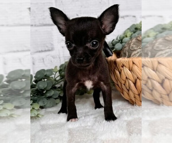 Medium Photo #4 Chihuahua Puppy For Sale in AVENEL, NJ, USA
