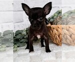 Small #3 Chihuahua