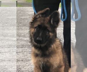 German Shepherd Dog Puppy for sale in NEWVILLE, PA, USA