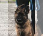 Image preview for Ad Listing. Nickname: long coat sable