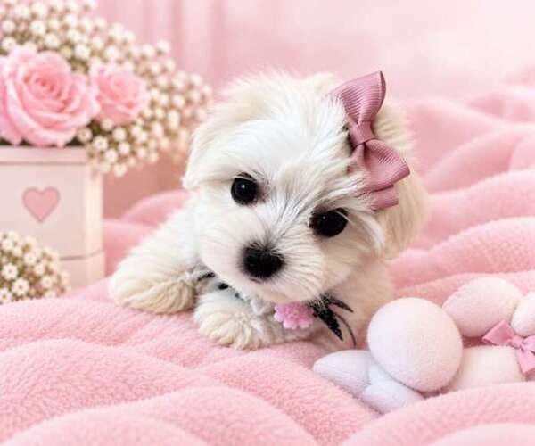 Medium Photo #11 Maltese Puppy For Sale in MIAMI, FL, USA
