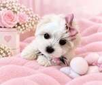 Cute maltese - Female Maltese Puppy for Sale - Photo #11