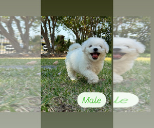 Bichon Frise Puppy for sale in ELDERWOOD, CA, USA