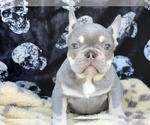 Small #3 French Bulldog