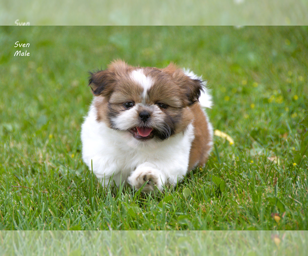 Medium Photo #1 Shih Tzu Puppy For Sale in CLARE, MI, USA