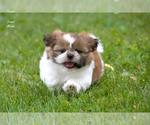 Image preview for Ad Listing. Nickname: Litter of 4