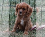 Puppy Puppy 3 Female Cavalier King Charles Spaniel