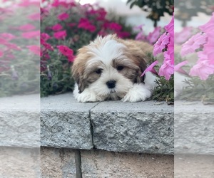 Shih Apso Puppy for sale in CANOGA, NY, USA