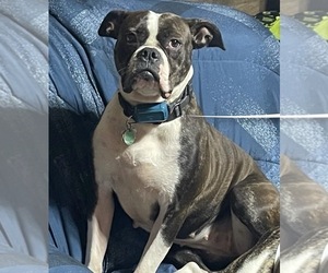 Mother of the American Bulldog puppies born on 09/04/2025