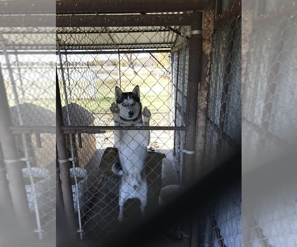 Medium Photo #1 Siberian Husky Puppy For Sale in KELLYVILLE, OK, USA