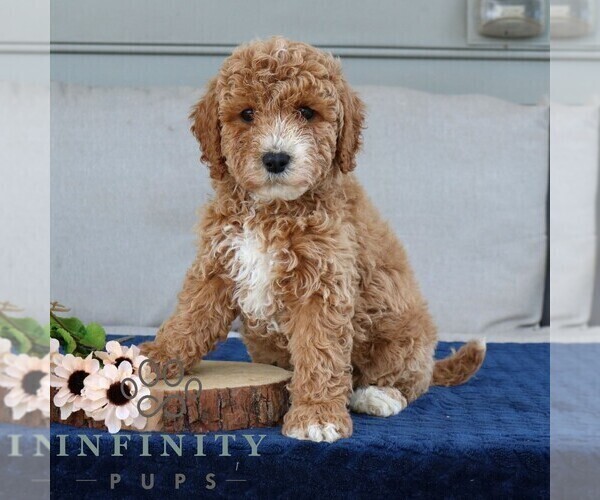 Medium Photo #4 Goldendoodle (Miniature) Puppy For Sale in NARVON, PA, USA
