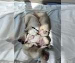 Small #16 Labrador Retriever