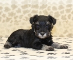 Small #1 Schnauzer (Miniature)