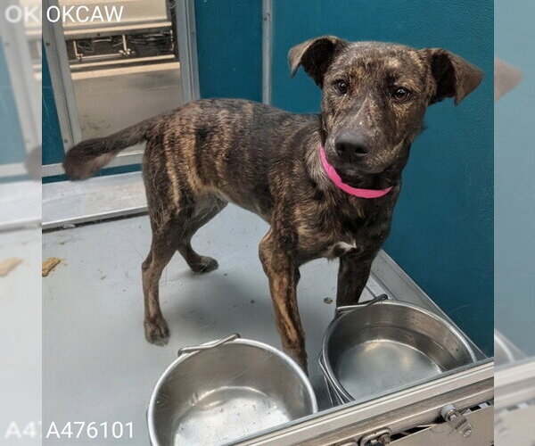 Medium Photo #1 Mutt Puppy For Sale in Oklahoma City, OK, USA