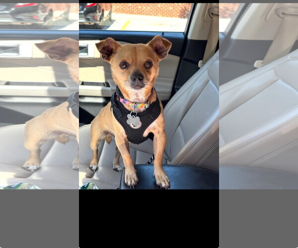 Medium Photo #1 Chihuahua Puppy For Sale in Holly Springs, NC, USA