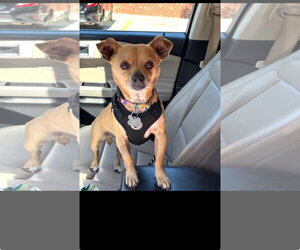 Chihuahua Dogs for adoption in Holly Springs, NC, USA
