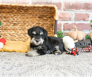 Schnauzer (Miniature) Puppy for sale in SYRACUSE, IN, USA