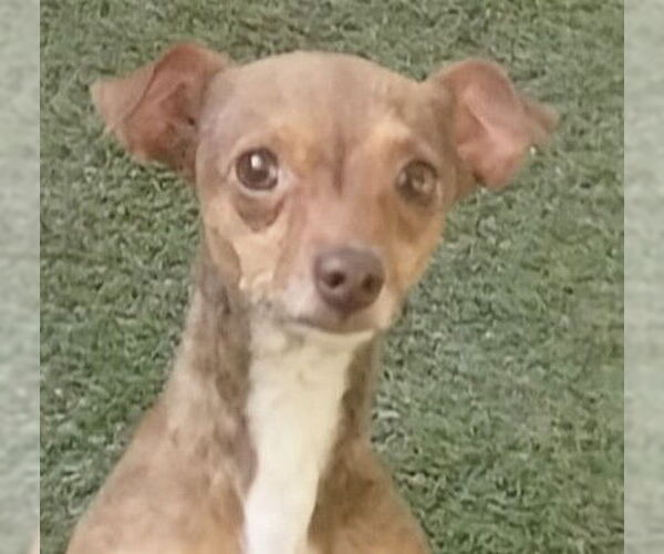 Medium Photo #1 Chihuahua-Unknown Mix Puppy For Sale in Oakland Park, FL, USA