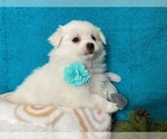 Small Photo #6 Miniature American Eskimo Puppy For Sale in DOWNING, MO, USA
