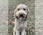Small Photo #1 Australian Shepherd-Goldendoodle Mix Puppy For Sale in WESTMINSTER, MD, USA