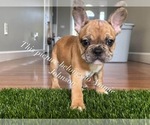 Small #12 French Bulldog