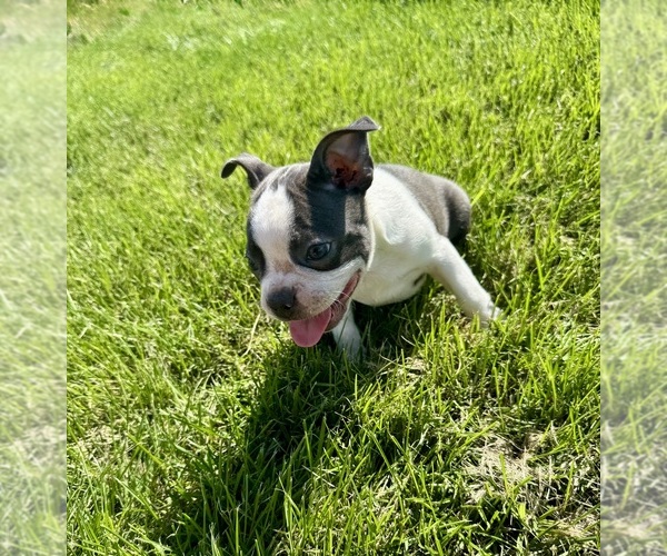 Medium Photo #4 Boston Terrier Puppy For Sale in BREMEN, IN, USA