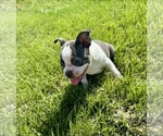 Small #3 Boston Terrier