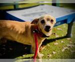 Small Chihuahua Mix