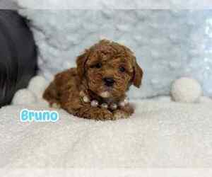 Cavapoo Puppy for sale in CAMPBELLSVILLE, KY, USA