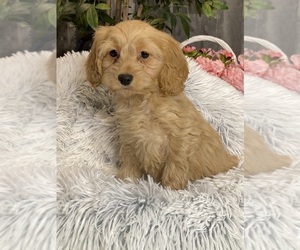 Cockapoo Puppy for Sale in CANOGA, New York USA