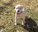 Puppy Puppy 7 American Bulldog