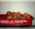 Small Photo #9 Vizsla Puppy For Sale in AMORITA, OK, USA
