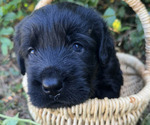 Small #2 Black Russian Terrier