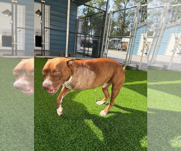 Medium Photo #3 Mutt Puppy For Sale in Elmsford, NY, USA