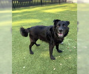 - Mix Dogs for adoption in Salinas, CA, USA