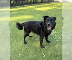Bear - Male - Mix Dog for Adoption - Small photo