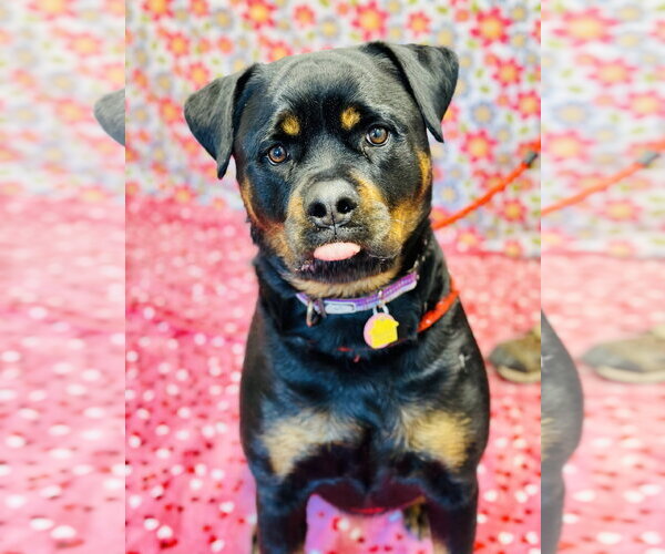Medium Photo #2 Rottweiler Puppy For Sale in Jackson , NJ, USA