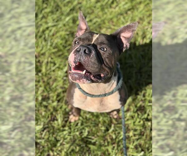 Medium Photo #1 American Staffordshire Terrier Puppy For Sale in Fort Lauderdale, FL, USA