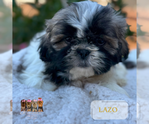 Shih Tzu Puppy for Sale in ADDISON, Illinois USA