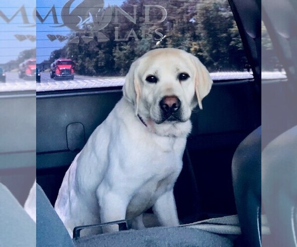 Medium Photo #1 Labrador Retriever Puppy For Sale in HAMPSTEAD, NC, USA