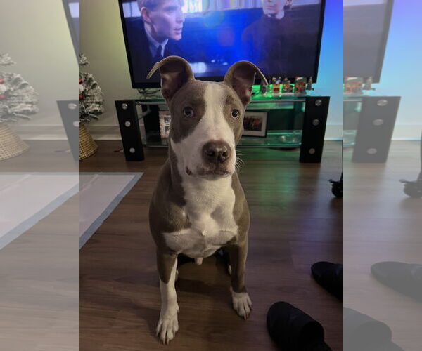 Medium Photo #2 Mutt Puppy For Sale in Miami, FL, USA