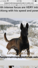 Father of the Belgian Malinois puppies born on 01/29/2018