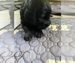 Small #4 Goldendoodle