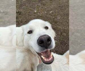 Great Pyrenees Dogs for adoption in Missoula, MT, USA
