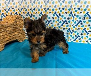 Yorkshire Terrier Puppy for sale in DENISON, TX, USA